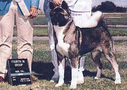 AKC CH Gaylee Some Like It Hot