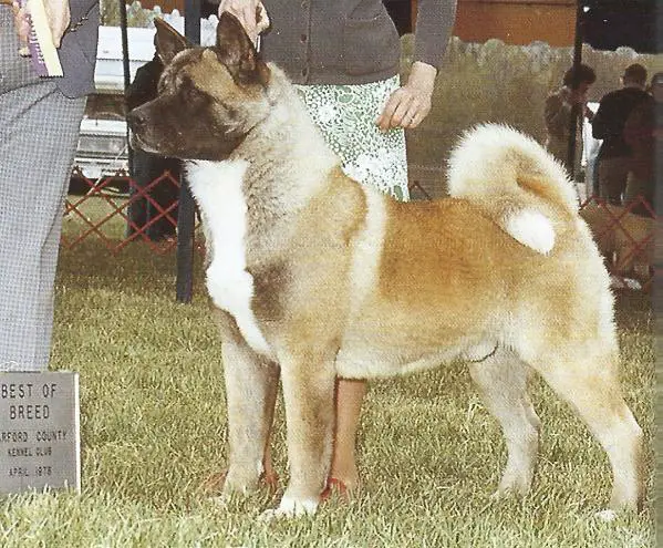 AKC CH Okii Yubi's Mr Judge