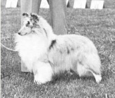 CH Banchory Classic Image