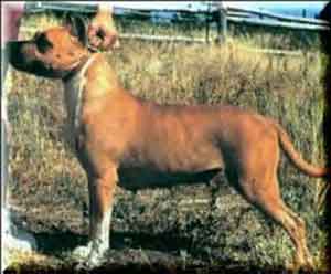 Rowdytown's Cajun Spice