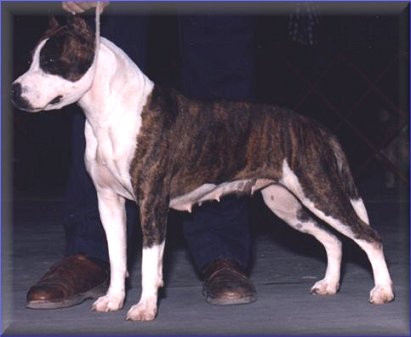 AKC CH/ UKC CH Talk O The Towns Majestic Empress