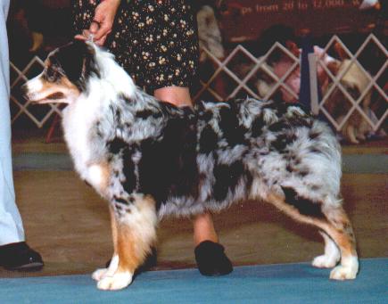 ASCA Ch. Zuzax's O Say Can You See Me