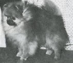 AM CH Model's Fun Bug