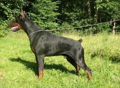 INT'L.CH Irinland Eros Erato