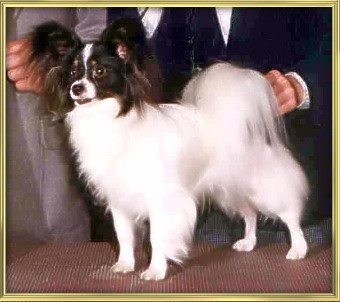 Ch. FCI Ch Loteki Autumn Magic