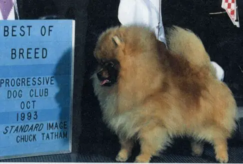 An-Jo N Merimaur's Absolute