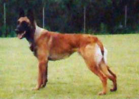Kukay's Ron