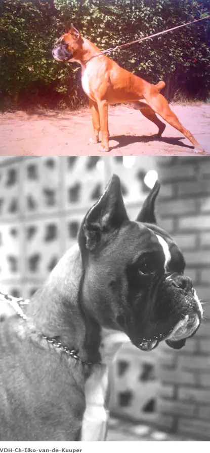 VDH.CH Ilko van de Kuuper