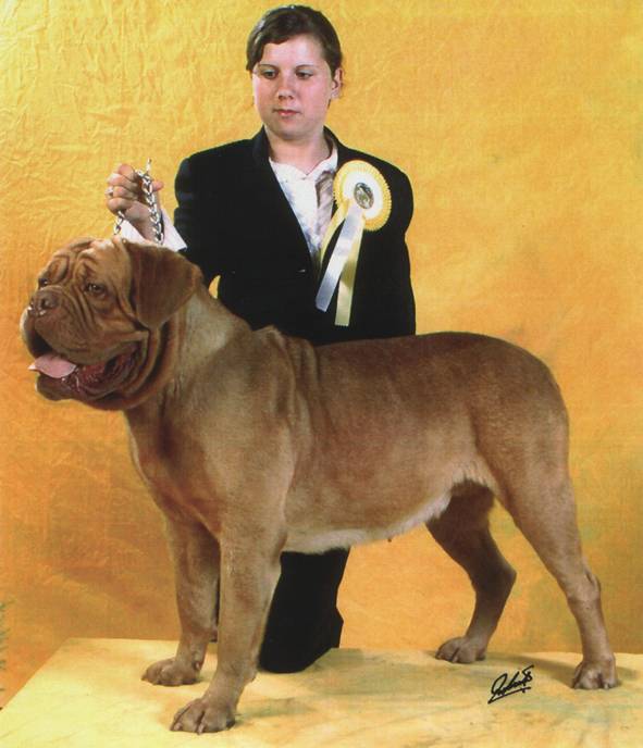 CH White Bull Dog Gemini