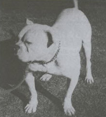 Peeler's Bruiser