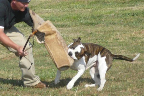 Wild River's Fools Rush In PH-0.36/0.38