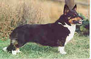 Copperleaf Courtney