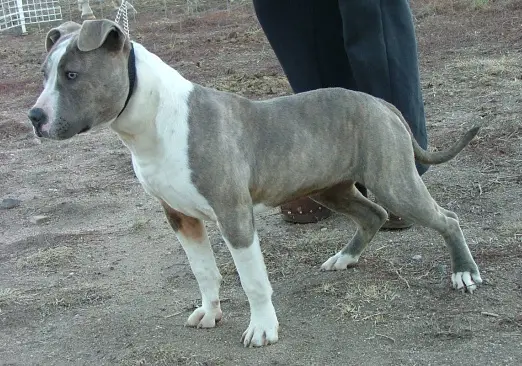 Rebbull In Blue Jeans