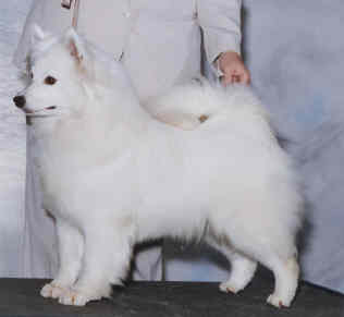 AKC CH/UKC GRCH BeSota-Hamilton's Miss Meredith