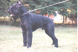 Urus von Steinalbtal