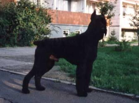 INTCH, VDH CH, ESG Verro vom Küchenhorn