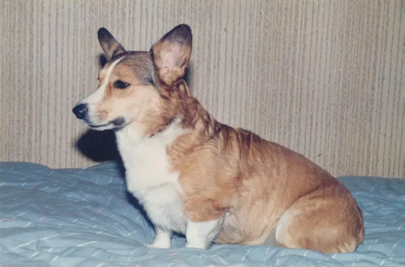 Corgihill's Fairy Daisy