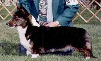 Shadowalk Vashon Jettsetter