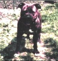 INTCH Spartan's Argo