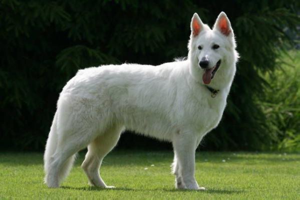 VDH + BVWS CHAMPION Gha Shania vom Kofelort