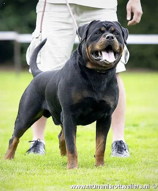 INTCH,27XV1,FCI CH Gonzzo Earl Antonius