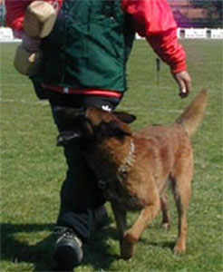 Ondine des Deux Pottois