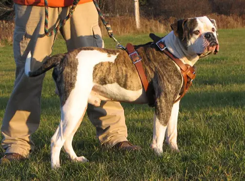 Jacobs' Bo PH-0.41/0.37