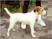 Ridley Renegade of Westbeck