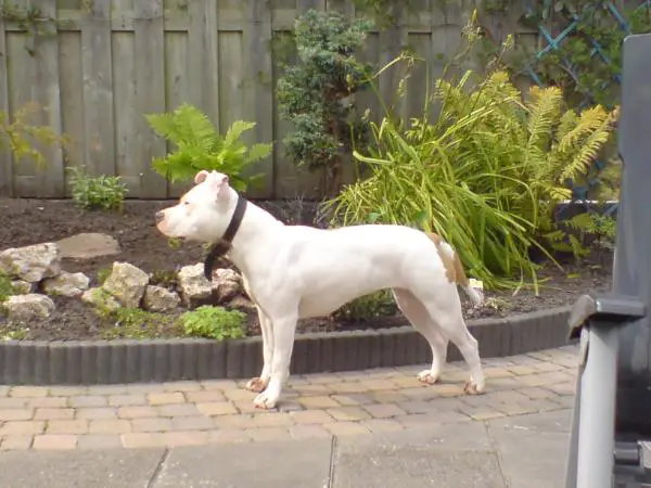 Parastone's in the spotlight