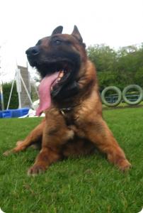 Aico van Boekhout Akker