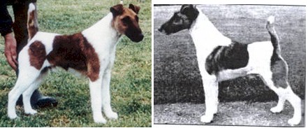 ENG CH Newmaidley Mapleden Laurel