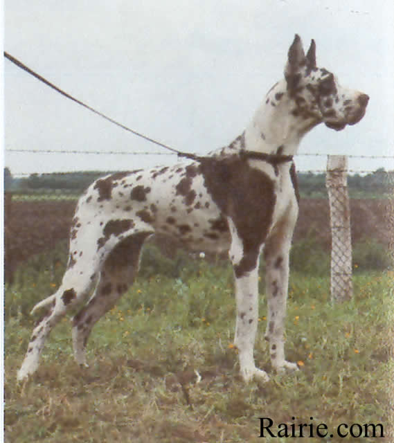 Helena vom Münsterland