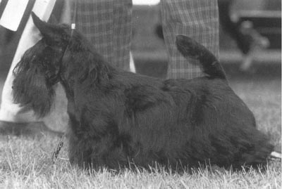 SWE CH Brambling's Briar Rose