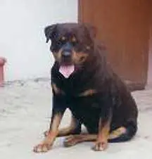 Arabella vom Kätzerbachtal