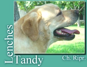 PR.CH. LENCHES Tandy