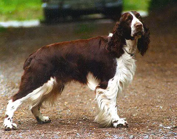 INTL NORD CH Windsongs Pralin