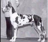 CH Sasdania's Passion Triston