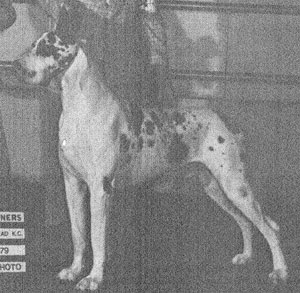 Rocky Willow Mister Majestic