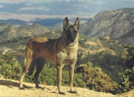 AM CH Etoile de la Courtepointe