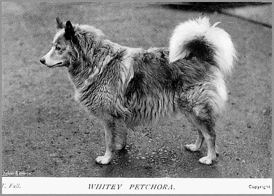 Whitey Petchora