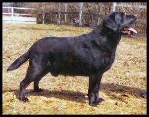 CH (US/CAN) Scrimshaw Duckless Fairbank