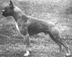 Int. Ch. Lustig von Dom of Tugley Wood