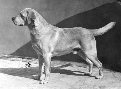 Eng. Ch. Sandylands Tandy