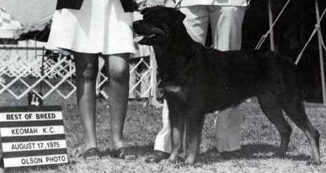 AM CH. Rodsden's Frolich Burga