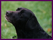 Ch. Tabatha's Windfall Abbey