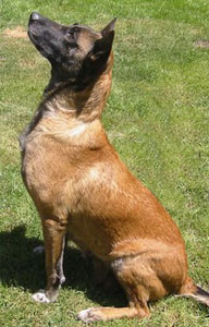 Uranus des Deux Pottois