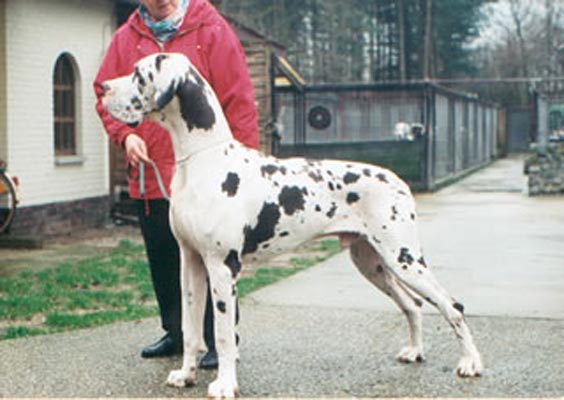 CH Rakker Van De Pelterdog