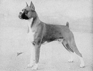 Int. Ch. Salgray's Battle Chief