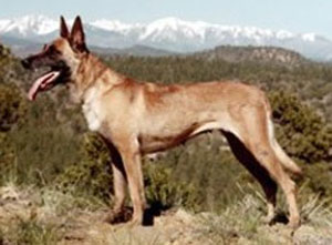 Claire vom Greifenring