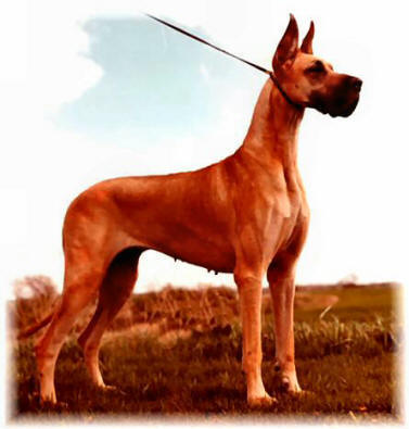 Rojon's Daiquiri O Mango